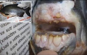 هل تصدق سمكة بأسنان بشرية؟..شاهد بالصور