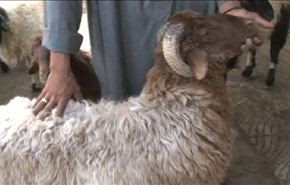 استقبال عيد الاضحى في القاهرة