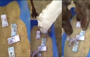 فيديو: رجل يرمي لإبله ربطات من الأموال لتأكلها!!