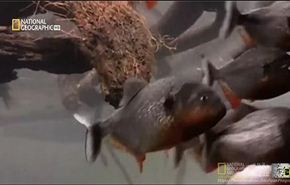 فيديو: سرب سمك يفترس طائرا في دقائق