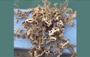 حیوان عجیب دریایی با صدها شاخک در سنگاپور+ویدئو
