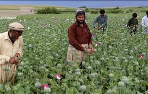 إنتاج الأفيون في أفغانستان يسجل مستوى قياسيا