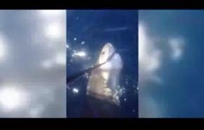 من اصطاد سمكة القرش هذه؟!... فيديو