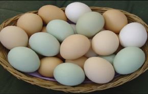 شاهد ما يحدث عند وضع 173 بيضة في المايكرويف؟ !