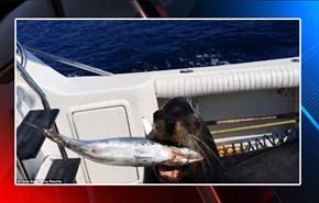 بالفيديو: فقمة تقتحم قارباً لتسرق سمكة كبيرة وتعود للبحر
