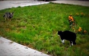 بالفيديو.. عندما تنقلب الموازين بين كلب وقط ؟
