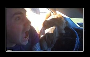 فيديو وصور/جمل يهاجم ركابًا ويسرق طعامًا من سيارتهم