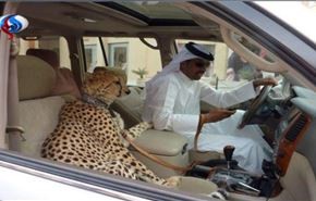نگهداری جانور درنده در امارات ممنوع شد + تصاوير