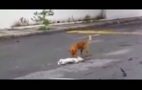 مقطع مؤثر لكلب يحاول إحياء صديقه بعد تعرضه لحادث