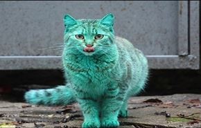 راز گربه سبز بلغاری چیست؟+ویدئو