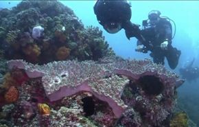 اخطار بيئية تهدد الشعاب المرجانية