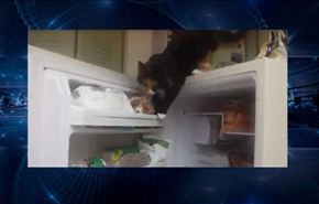 شاهد كيف تسرق القطة ماكولات الثلاجة!