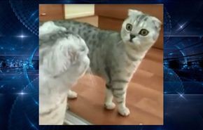 فيديو..قطة تصاب بصدمة عندما ترى صورتها في المرآة