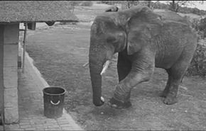 فيل ينظف المكان الذي يعيش فيه...بالفيديو