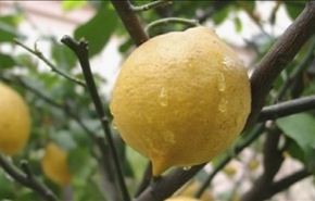 الليمون يحارب السمنة ويقوي المعدة والقلب