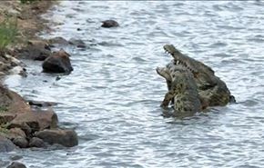 فيديو مذهل؛ تمساح يصطاد آخر ويلتهمه خلال ثوان