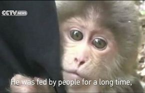 فيديو مؤثر لقرد يعانق حارسه رافضا العودة للغابة