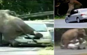 فيديو.. فيل غاضب يسحق سيارة وبداخلها أسرة بأكملها؟