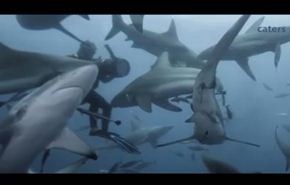 شاهد كيف كانت اجواء السباحة مع اسماك القرش؟
