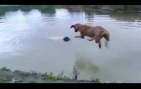 فيديو لكلب يضرب صديقه لينقذه من الغرق