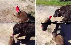 كلب شهم ينقذ قطة علق رأسها داخل كوب...بالفيديو