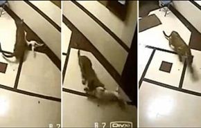 فيديو... نمر يقتحم بناية سكنية ويصيد كلبا من داخلها