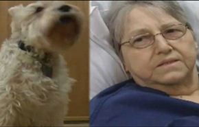 بالفيديو...كلب يقتحم مستشفى لزيارة صديقته المريضة