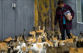 بالصور ... جيش من القطط يحكم جزيرة في اليابان!