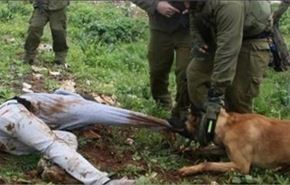 بالفيديو/جنود اسرائيليون يعرّضون فتى فلسطينياً لهجوم الكلاب