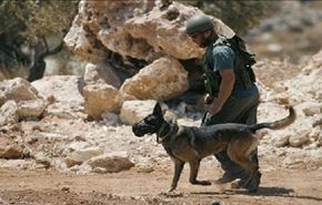 مشاهد مؤلمة.. كلاب تابعة لوحدات من الجيش الصهيوني تهاجم طفلا فلسطينيا