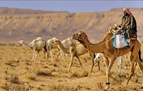 عجیب ترین شیوه قاچاق شتر به عربستان!
