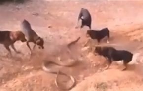 بالفيديو .. معركة حامية بين كوبرا عملاقة وقطيع من الكلاب