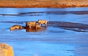 فيديو/تمساح يهاجم أسرة من الأسود من أجل جيفة فيل