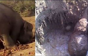 تلاش 11 ساعته فیل مادر برای نجات فرزندش