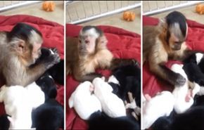 فيديو طريف لقرد يتقمص دور الأم لـ5 جراء
