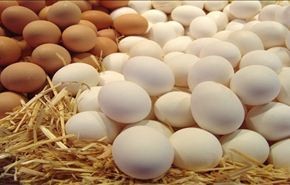 علماء: بيض الدجاج يقي الرجال من السكري