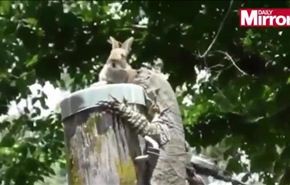 بالفيديو؛ سحلية تلتهم أرنباً حياً خلال ثوان معدودة