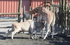 بالصور... ظبي يقتل زرافة أمام الزوار في حديقة حيوان