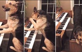 شاهد كلبة تحاول تعلم العزف على البيانو