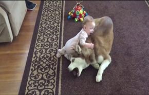 فيديو طريف..كلب صبور يلاعب طفلة مشاكسة