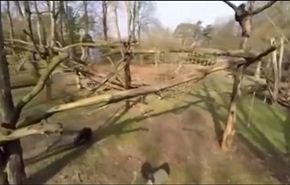 فيديو... شمبانزي يُسقط طائرة بدون طيار