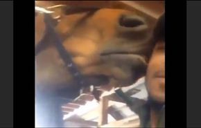 فيديو طريف... حصان يفاجئ صاحبه بـ