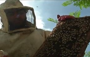 تضرر انتاج العسل جراء العدوان على غزة