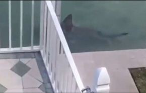فيديو لقرش داخل حوض سباحة منزلي يثير رعب أصحاب المنزل