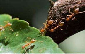 هل تعلم ماذا يحدث للنمل عندما يموت؟!