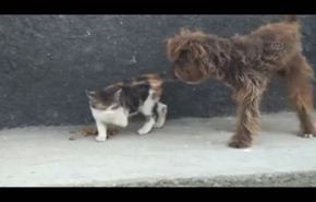 فيديو... قصة صداقة بين كلب وقط جمعتهم الاعاقة