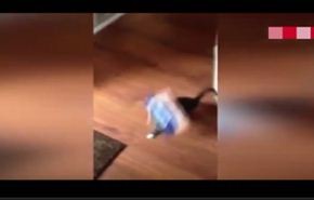فيديو لرد فعل طريف من قطة علق رأسها داخل علبة