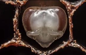 شاهد...  فيديو مذهل لأول 21 يوما من حياة النحلة