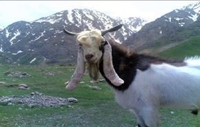 تربية الماعز في ايران