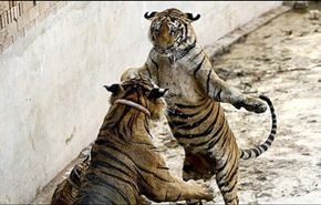 بالصور.. كيف هاجم نمر راهبا وتسبب في إصابته؟